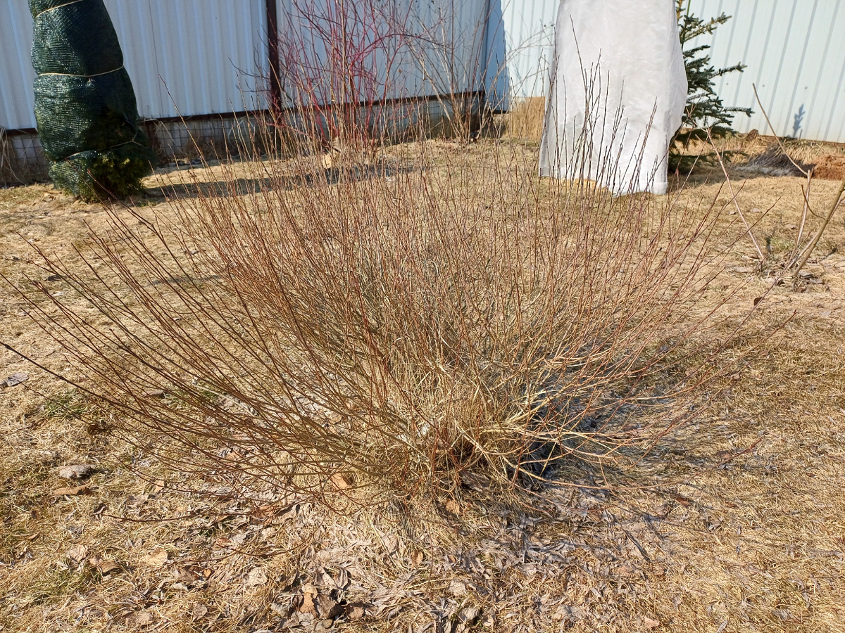 Вот так бывает, когда не уследишь за газонной травкой! Фото из архива авторов.