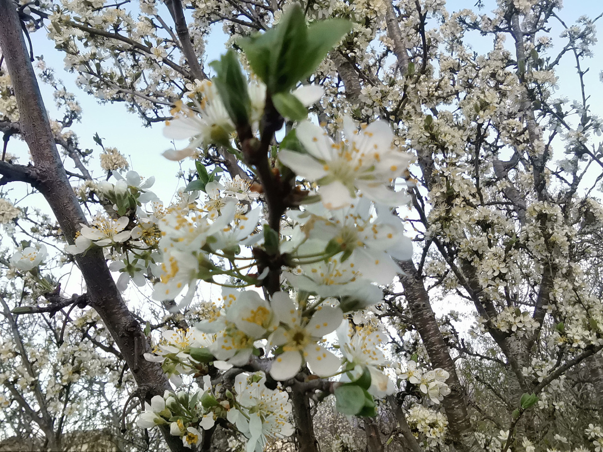 Яблони цветут. 