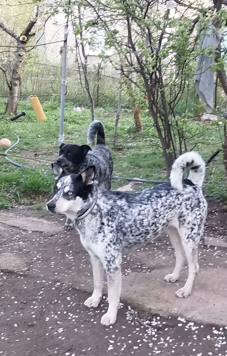 Том и Матроскин на охране хозяйского добра.