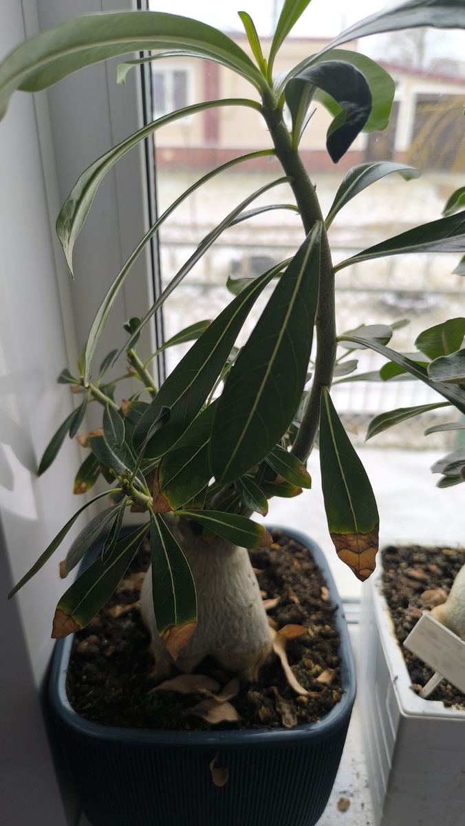 Привет хозяйка, а свет будет?