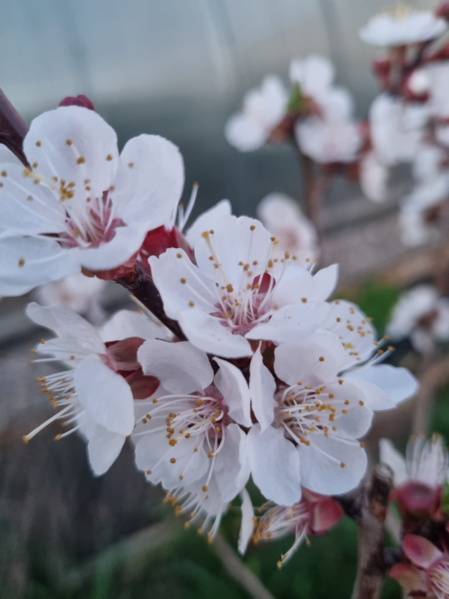 4 апреля 2025 года. Созерцаю раннее цветение абрикоса... 