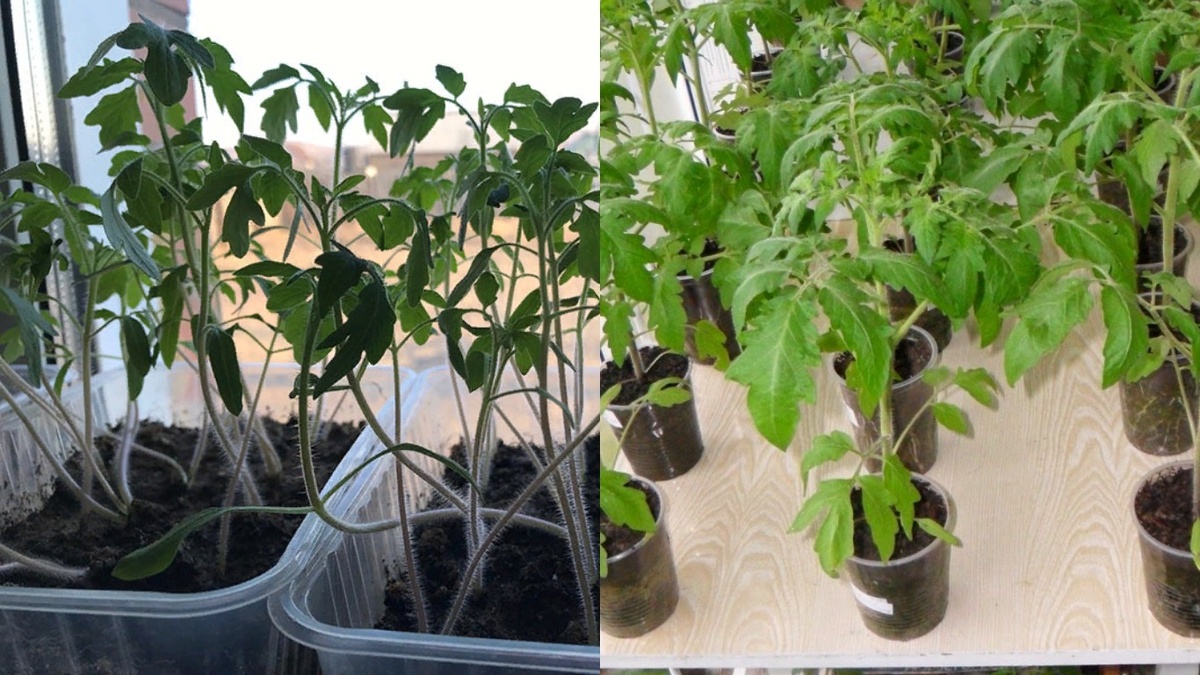 Разница между нормальным и вытянутым растением.