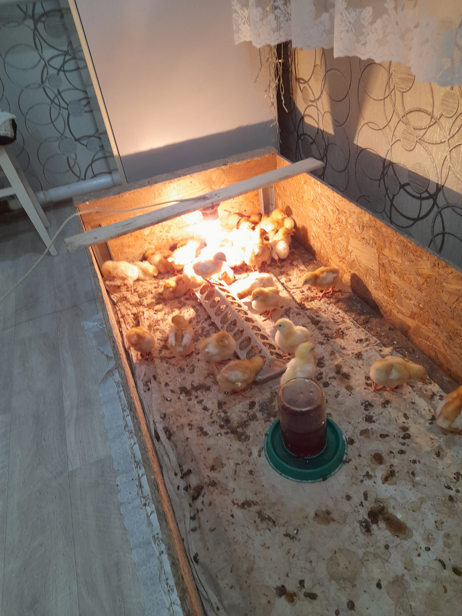 Это утро у цыплят. Пеленки пока еще не меняла