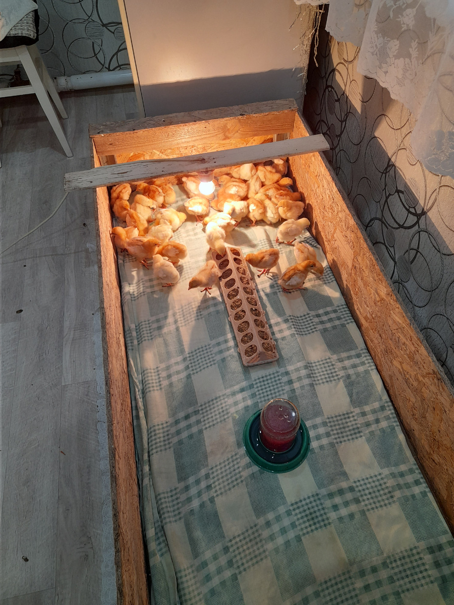 Ухаживаю как за малышами, пеленки меняю🥰