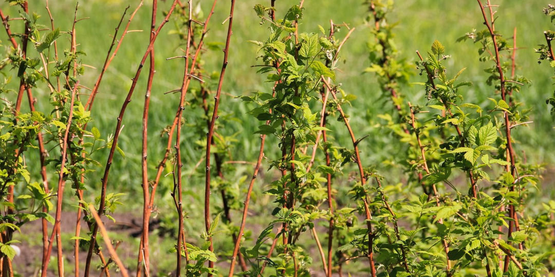 Правильное удобрение малины. Почему этот термин имеет значение и какие удобрения использовать?