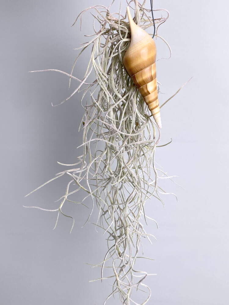 Источник фото https://bloom-story.ru/green-plants/tillandsiya/atmosfernye/tillandsiya-usneoides-s-rakushkoy/