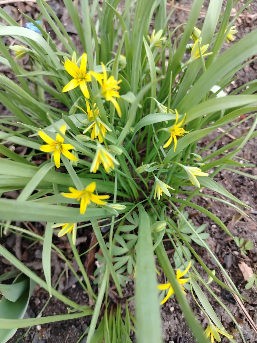 Гусиный лук словно искорки солнца.