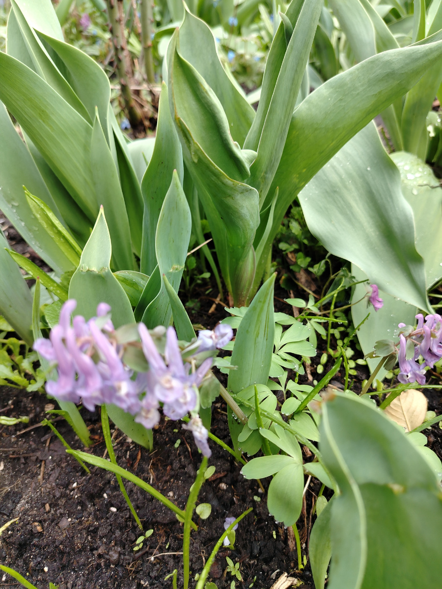 Хохлатки соревнуются с тюльпанами...