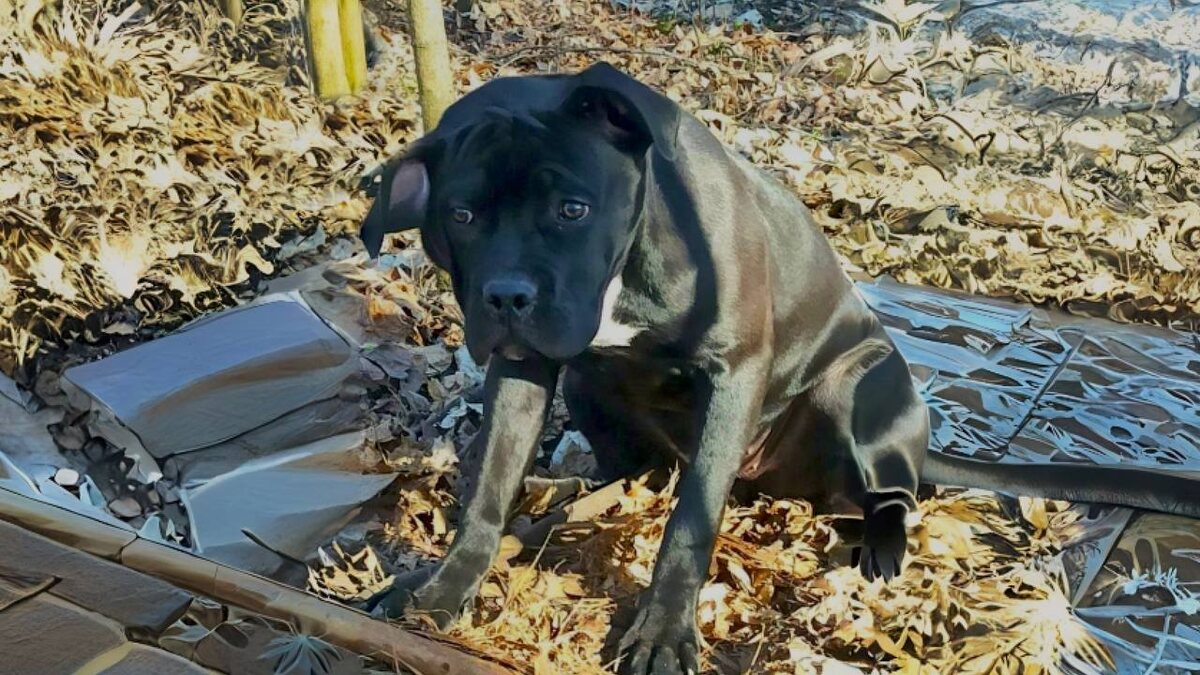    Багира – собака, привязанная к дереву. Фото: Андрей Ружицкий