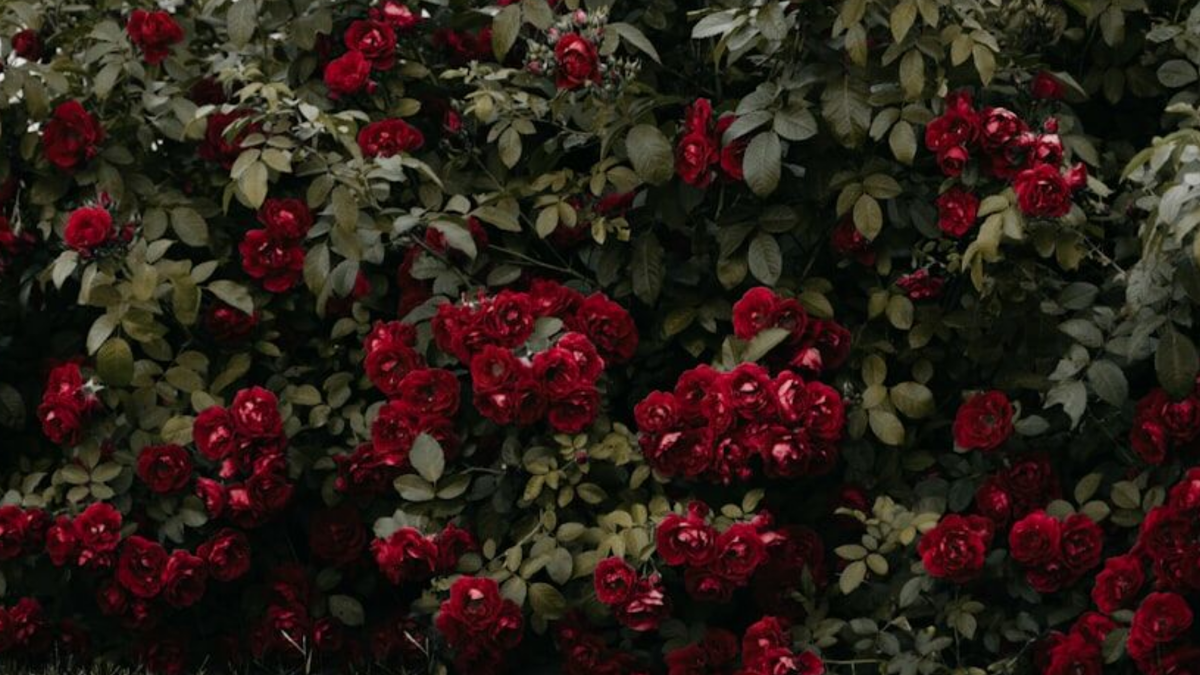 Лето 2024 года