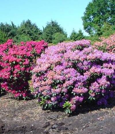 рододендрон выращивание