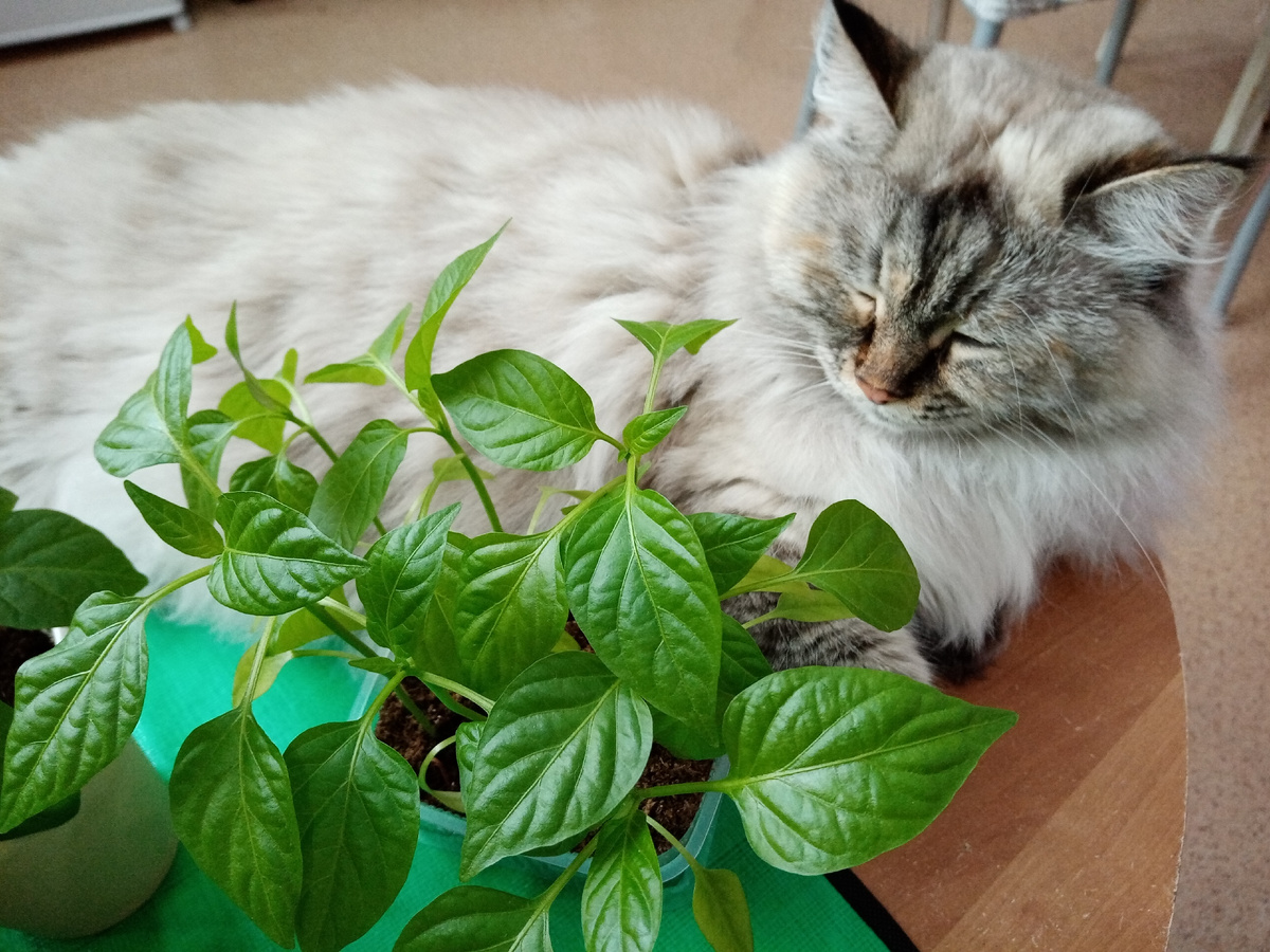 главный огоробник охраняет рассаду) 