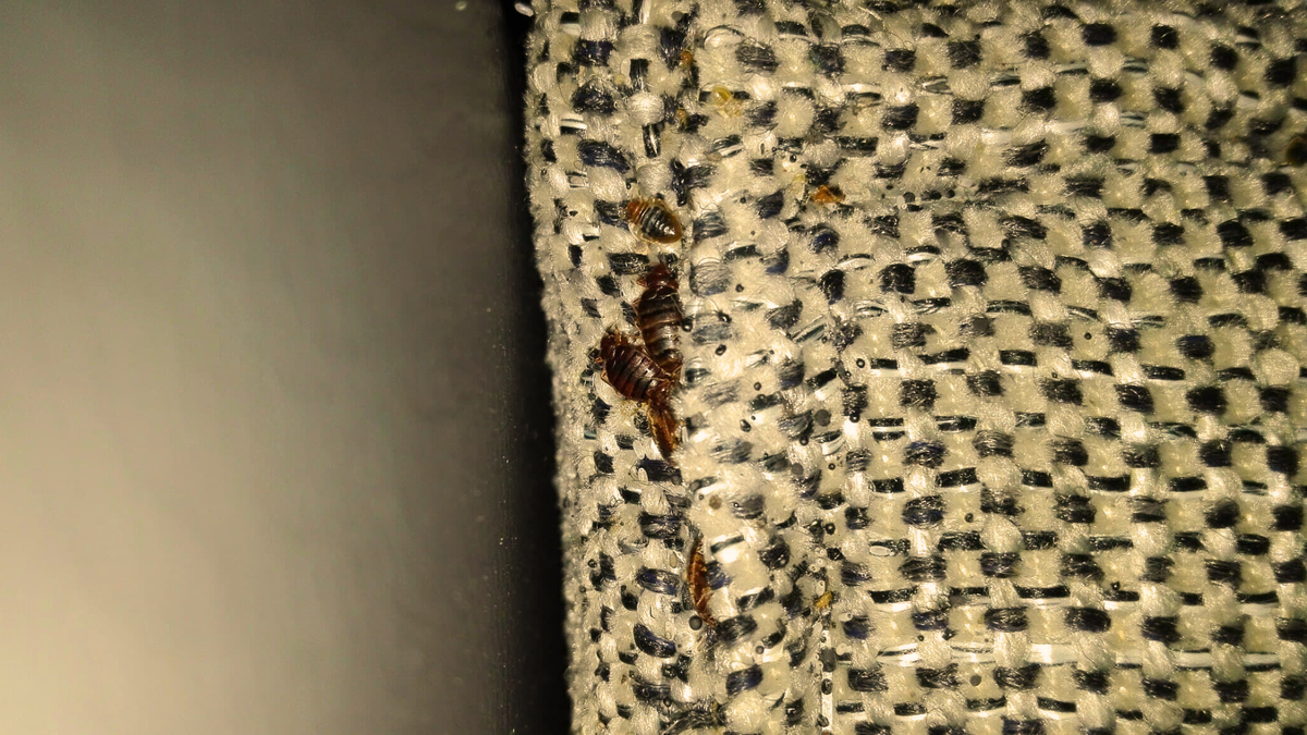 Postel'nyye klopy kak izbavit'sya