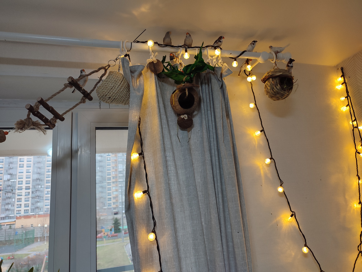 Амадинчики на карнизе