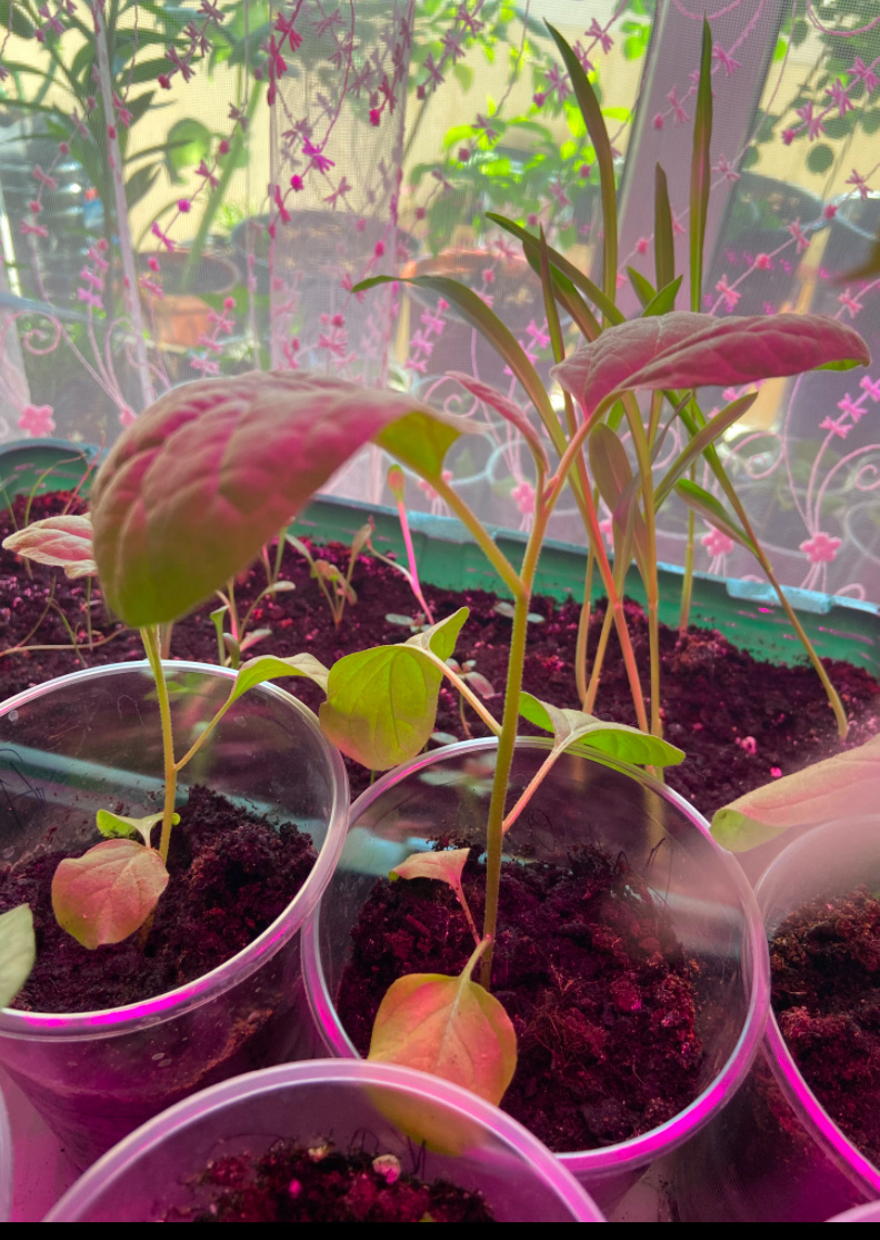 Баклажаны 2 мая 2024 года 