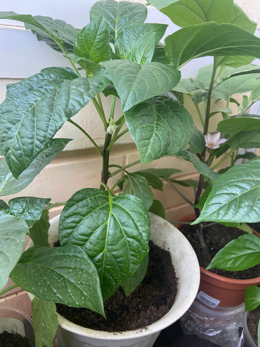 5 апреля 2025 год