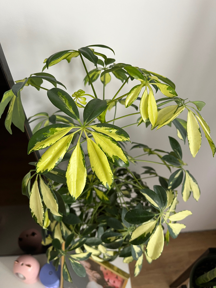 Шефлера вар.