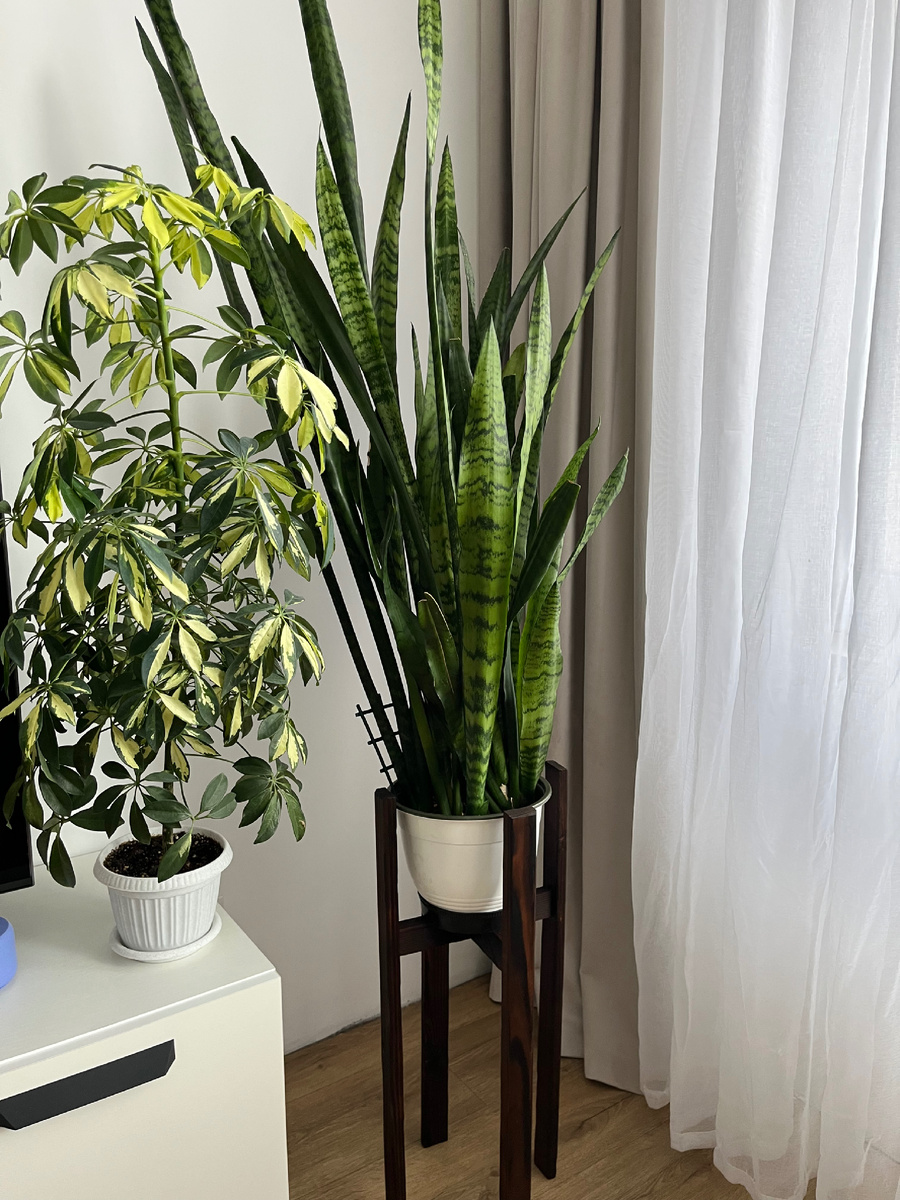 Сансевиерия трёхполосная на деревянной подставке