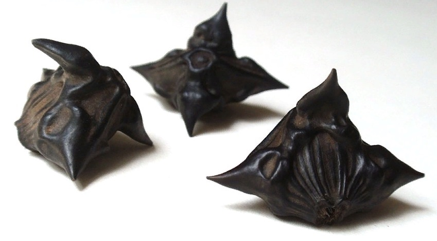    Водяной орех чилим admin