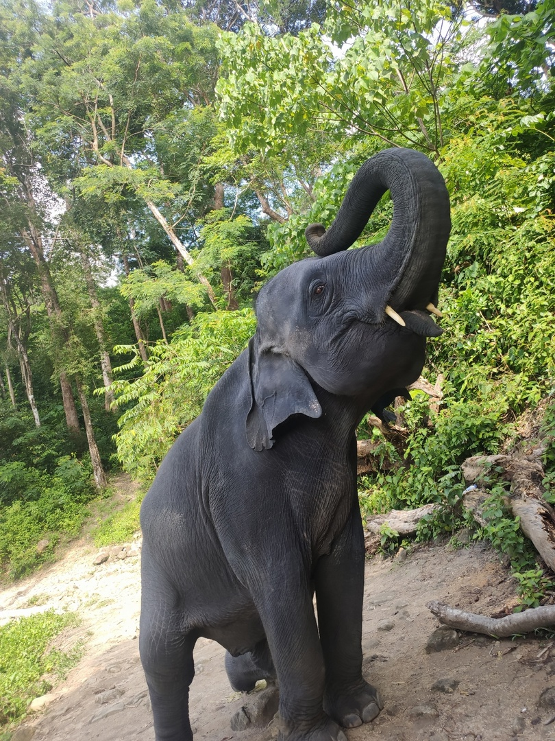 Но что не сделаешь ради слонов?