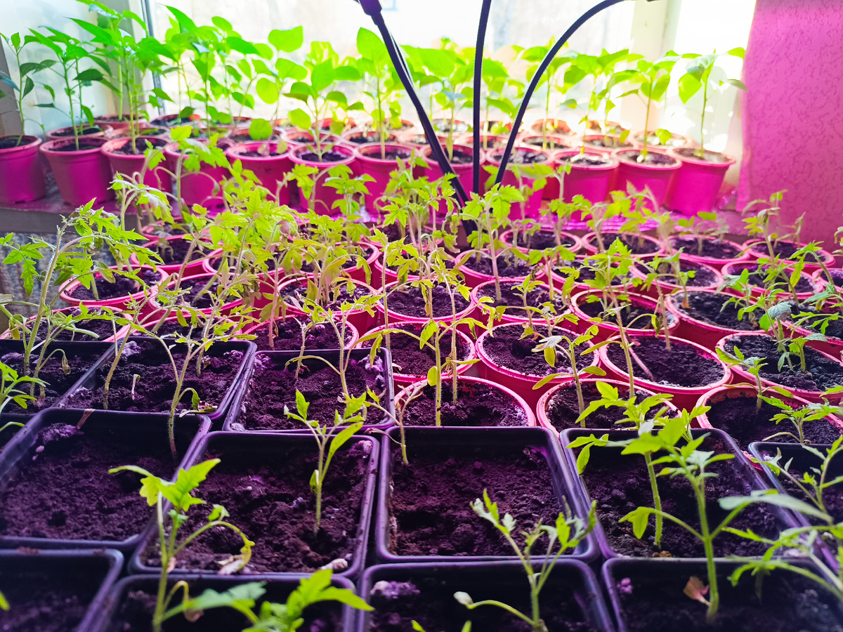 Рассада помидор.