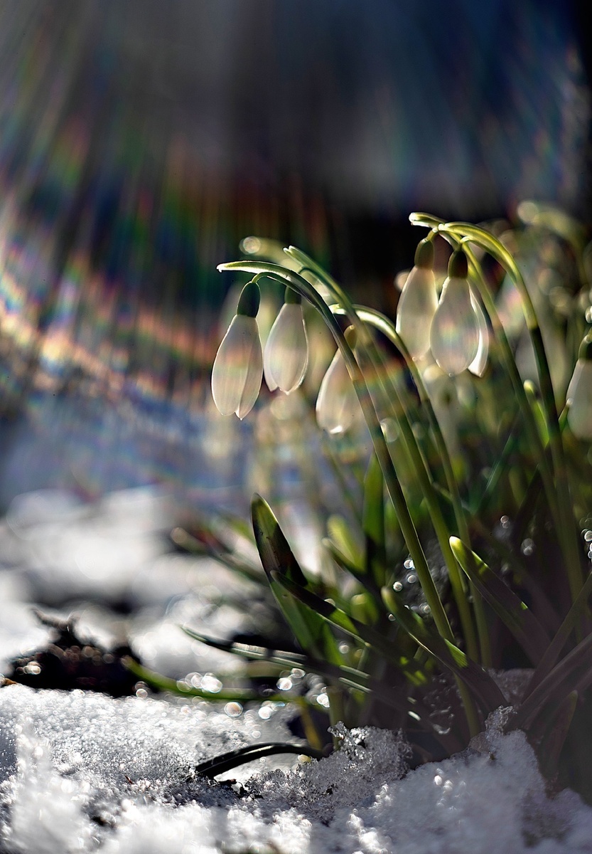 первые весенние цветы. фото из свободного доступа