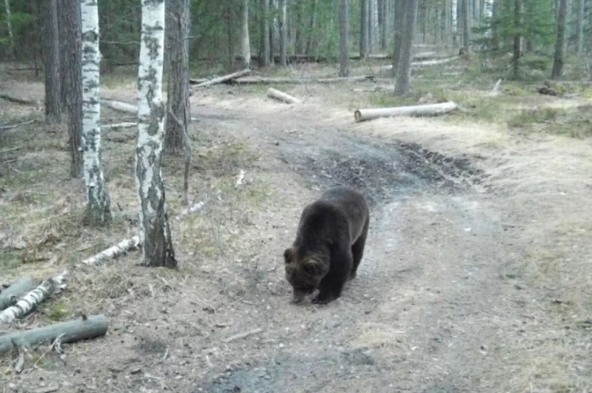    Специалисты утверждают, что по Рязанской области гуляют минимум два медведя