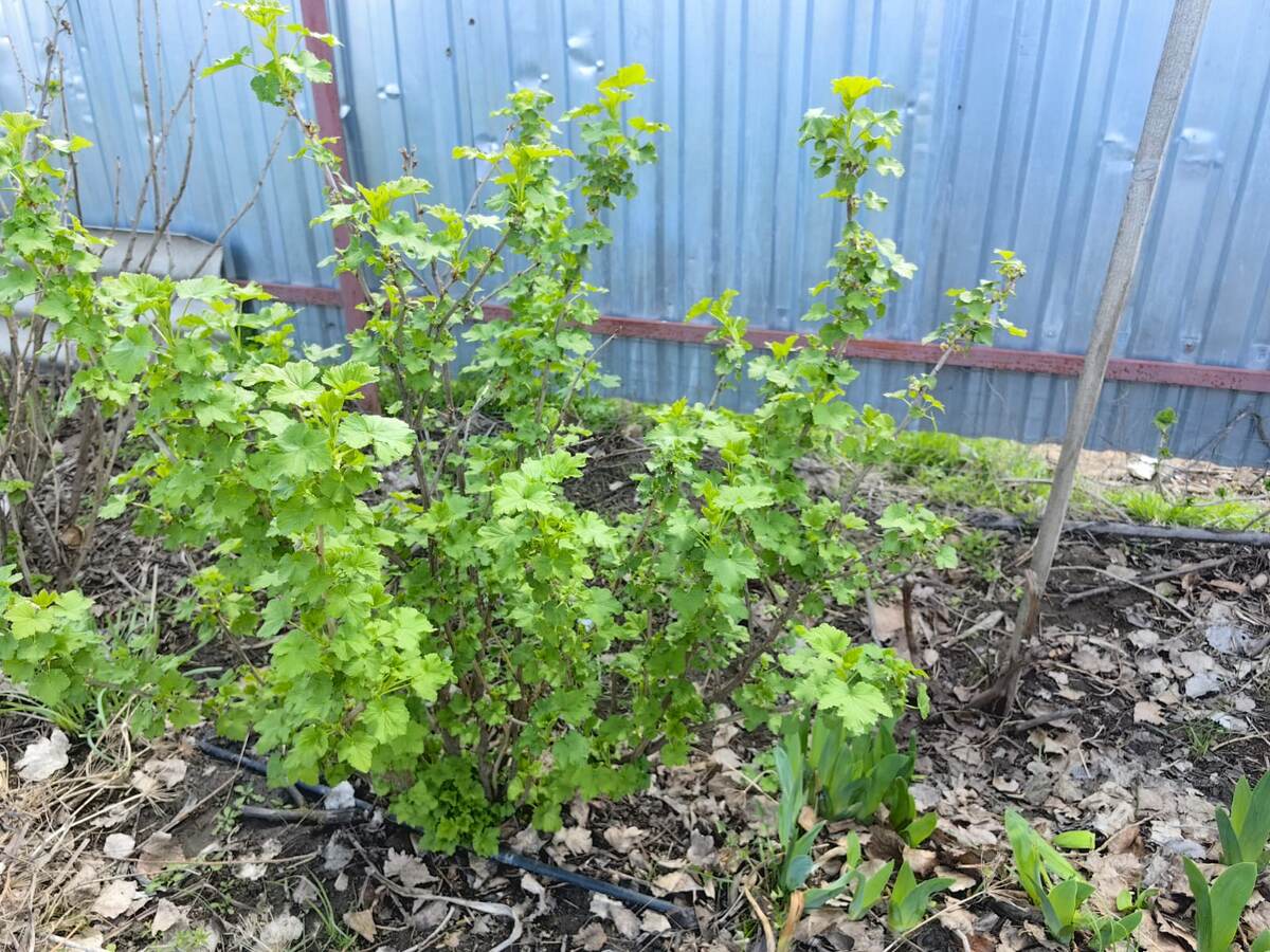 У нас в Астраханской области смородина готовится к цветению. Фото Натальи Мироновой