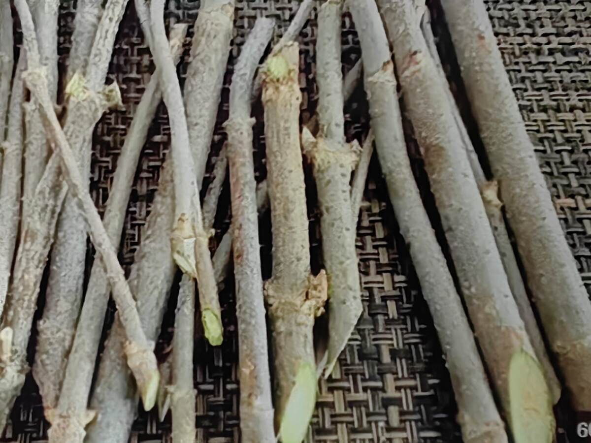 Черенкование смородины. Фото из открытых источников