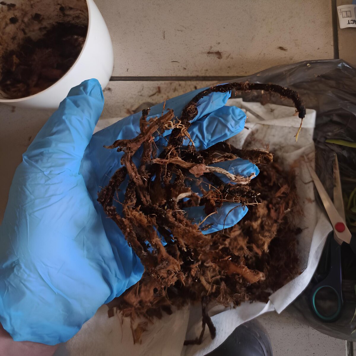 Сгнившие корни орхидеи