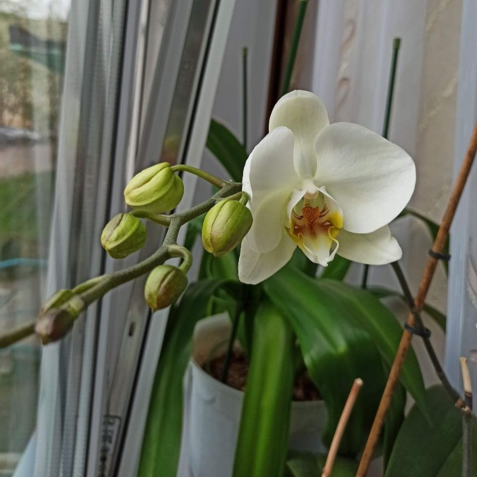 Цветок орхидеи