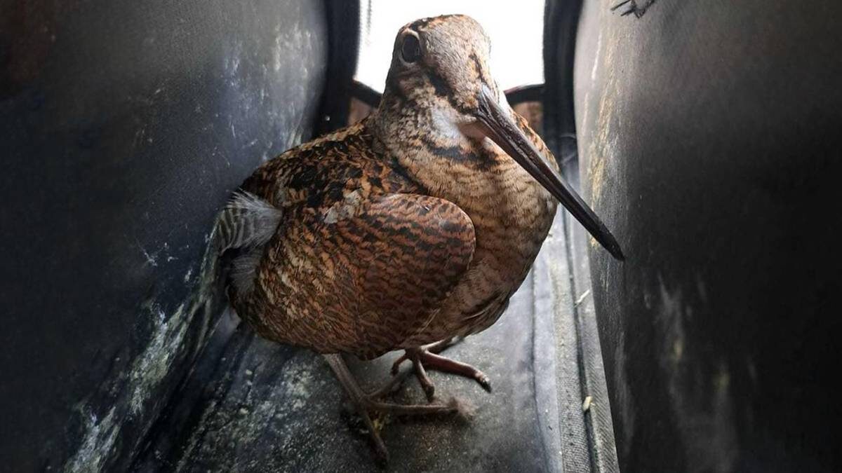    Фото: пресс-служба Департамента природопользования и охраны окружающей среды города Москвы