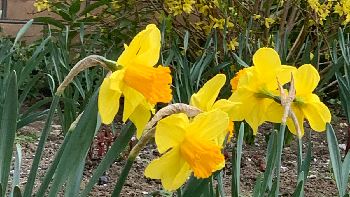 Солнечного весеннего дня читателям канала "Когда казак сыт"! Нарциссы в казачьем саду, апрель2025. Фото автора канала