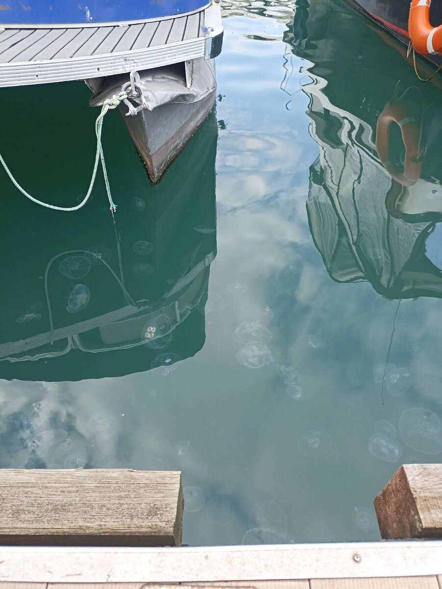 Я попала в сезон медуз. Очень красивое зрелище.