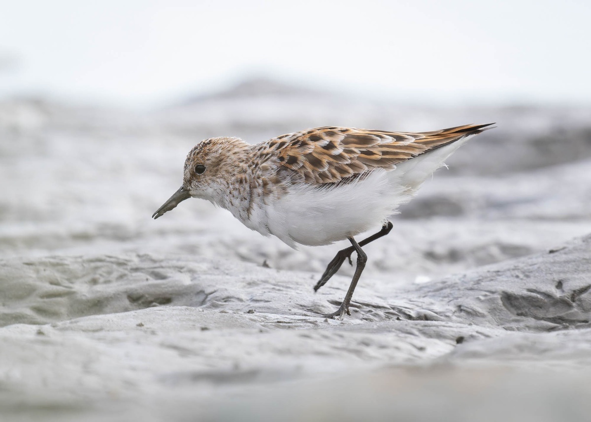 Кулик-воробей