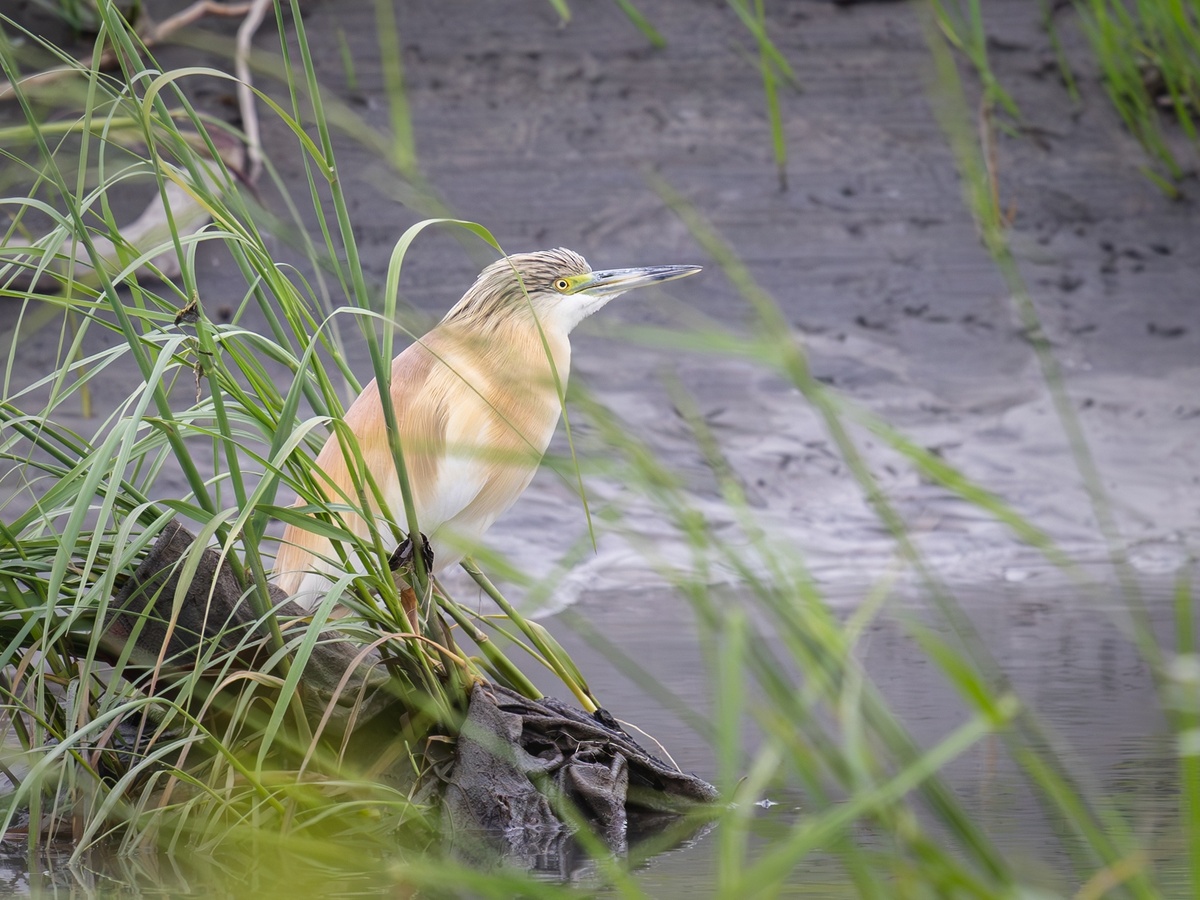 Жёлтая цапля