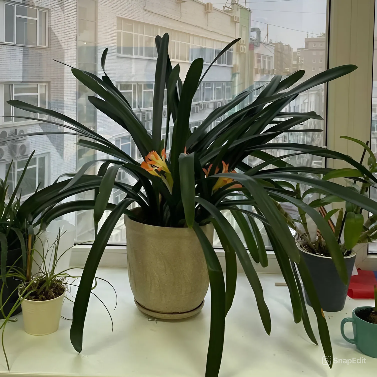 Кливия киноварная 