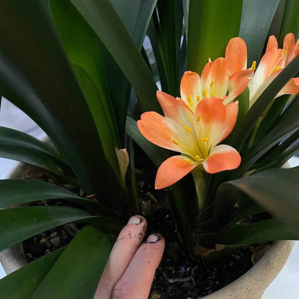 Цветение кливии киноварной