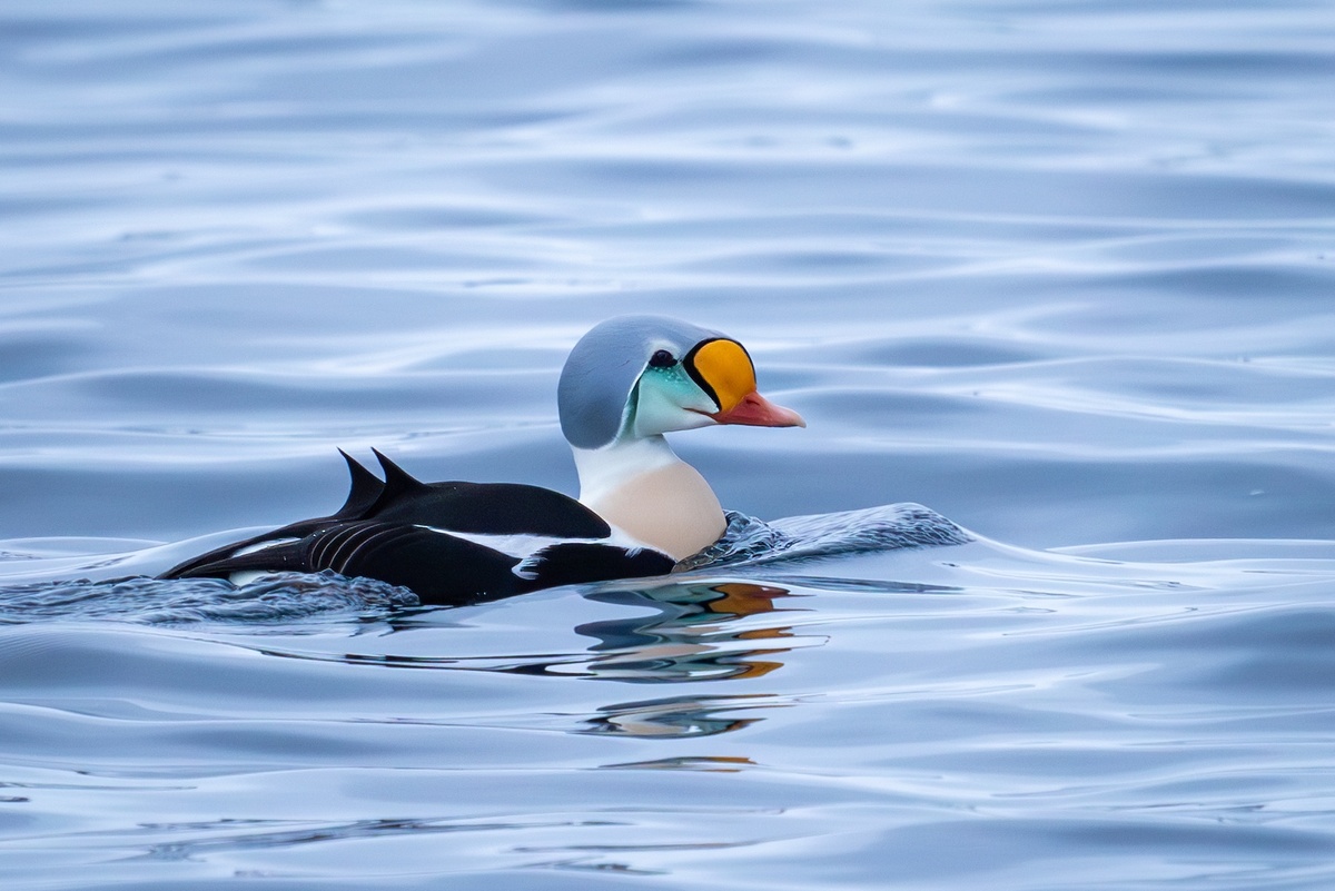 Гага-гребенушка