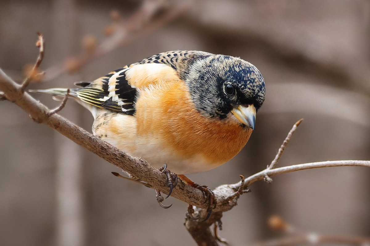 Вьюрок, или юрок