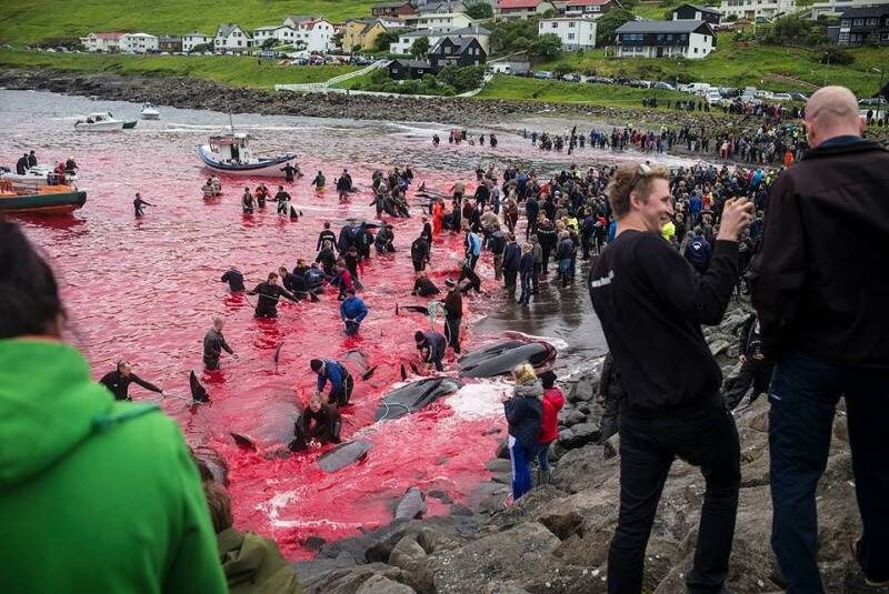 Фарерские острова забой дельфинов