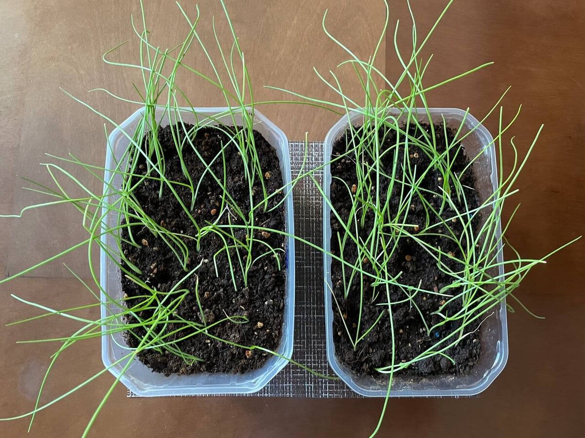 Слева тестовый лук, который удобрялся Гуми, справа – контрольный. Фото автора 