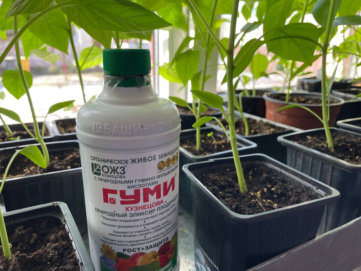 Перцы. Фото автора 