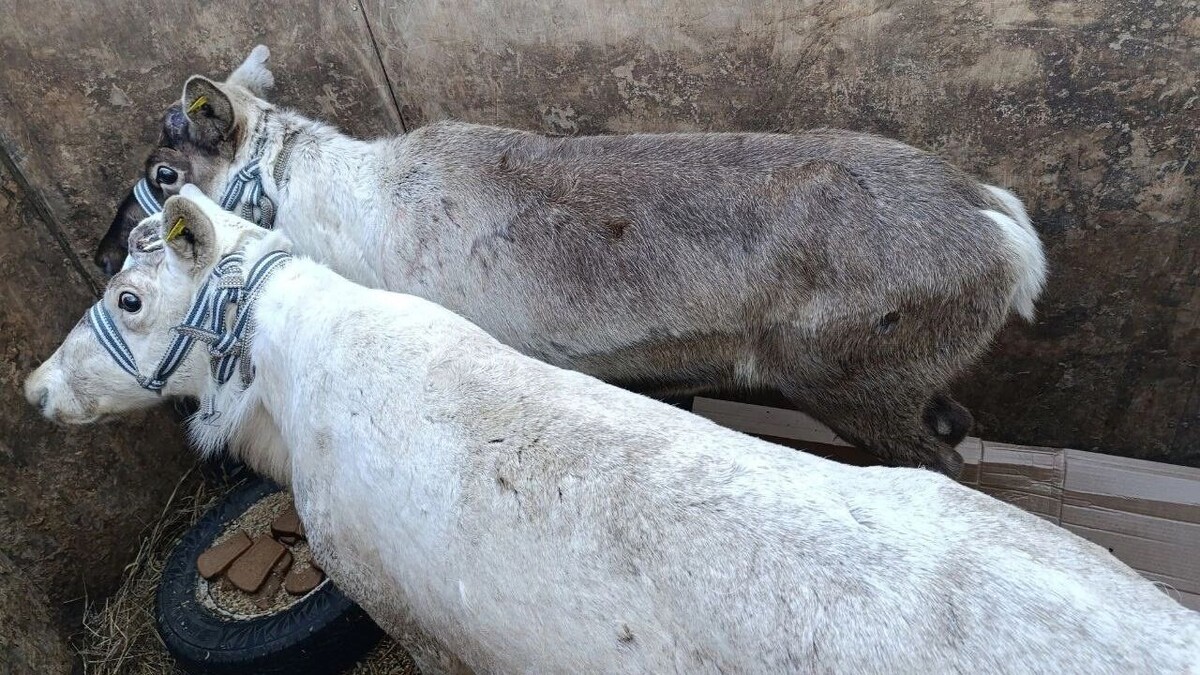     Источник: ЧС Тюмень