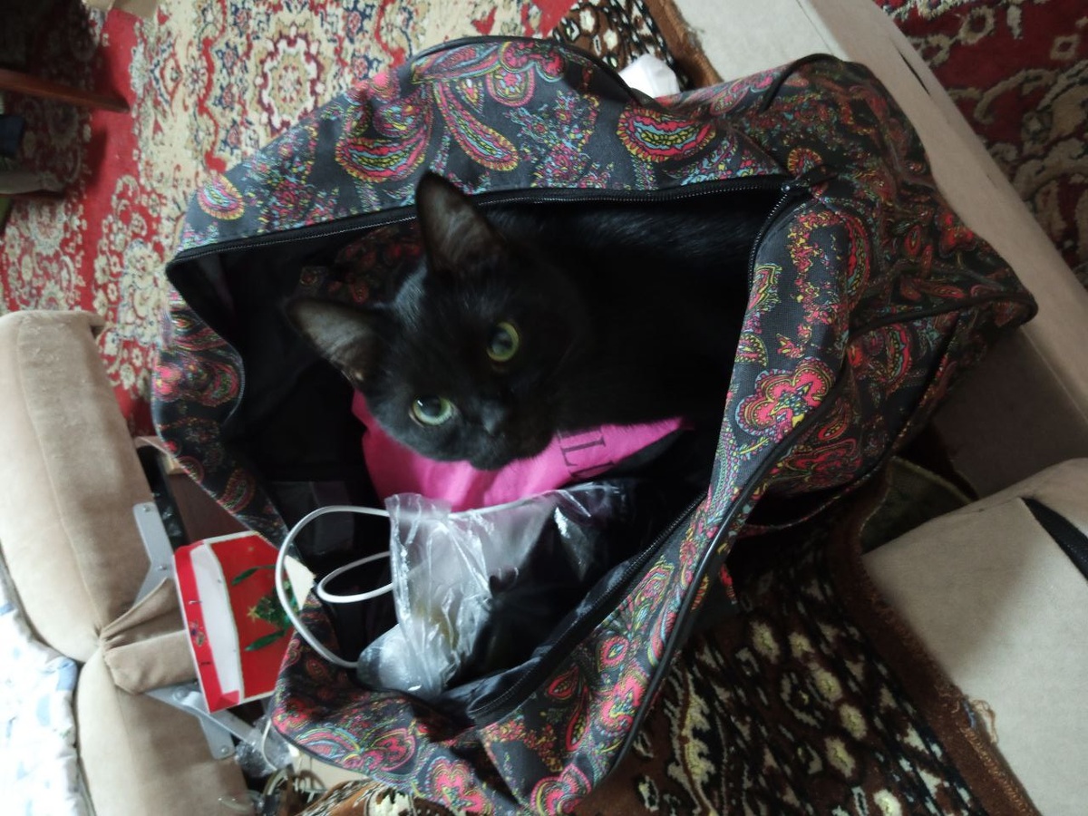 "Пирожок в дорогу" по имени Мазюня. Фото автора, апрель 2025 г. 