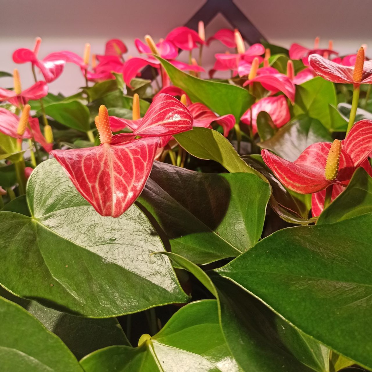 Антуриум Ливиум Ред