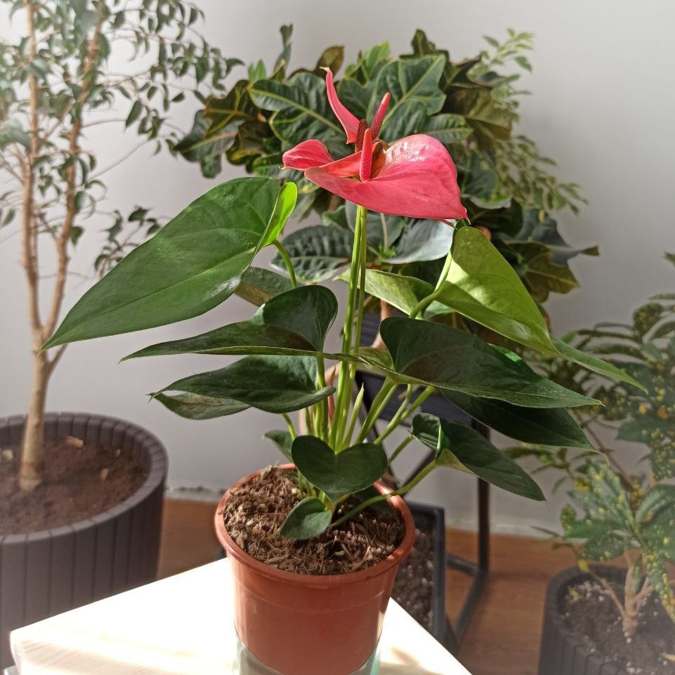 Антуриум Джоли Пинк