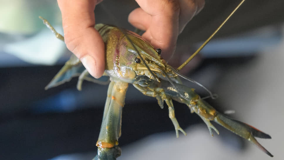 Фото: Влад Некрасов / Коммерсантъ