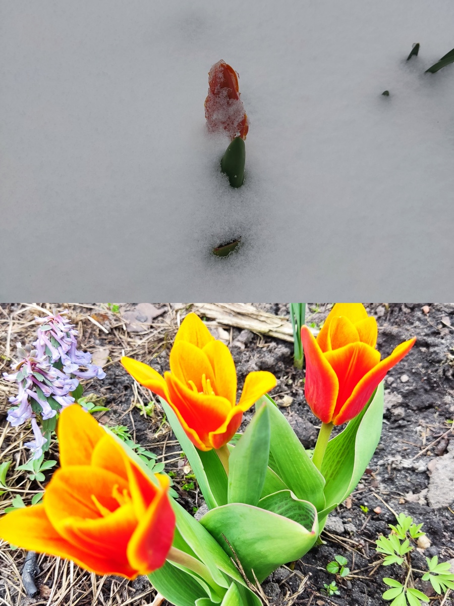 В снегу только один. Вчера нарезала букет тюльпанов.