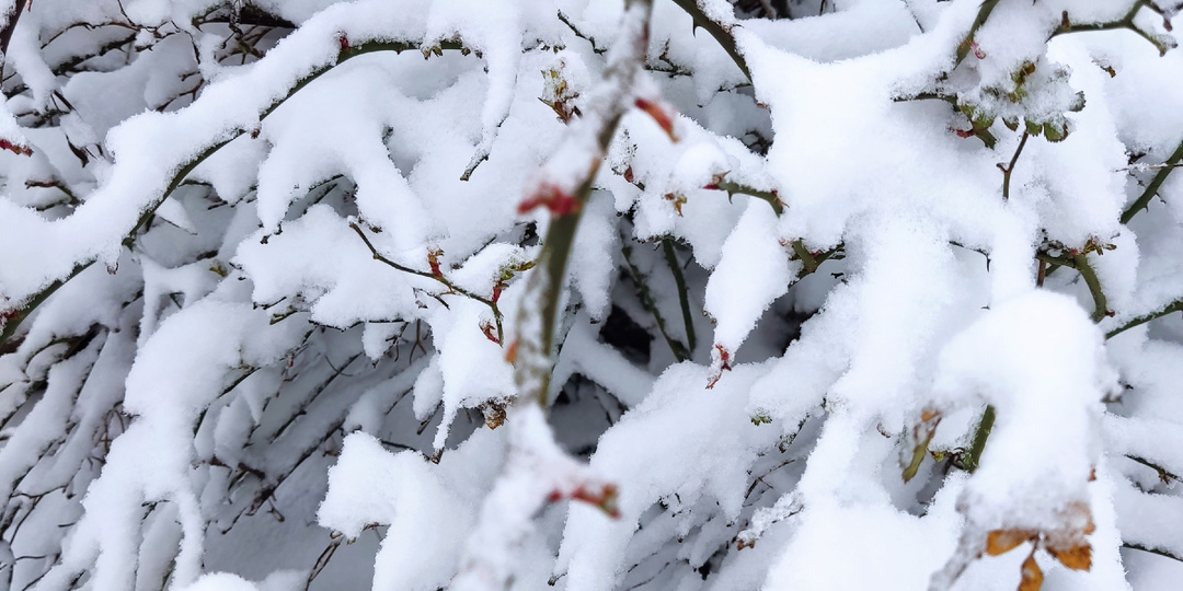 Апрельский снегопад. Такого мы точно не ожидали.
